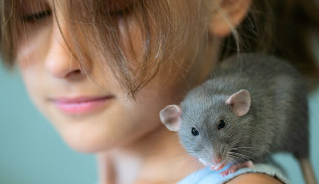 Comment rendre heureux un rat ?