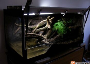 Comment rendre heureux un serpent ?