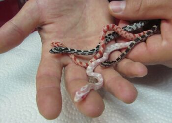 Comment rendre heureux un serpent ?