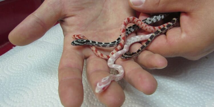 Comment rendre heureux un serpent ?