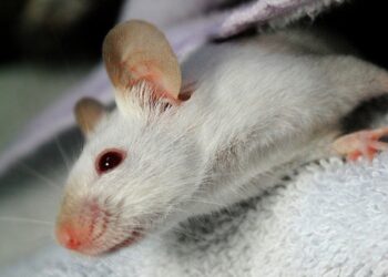 Comment rendre heureux une souris ?