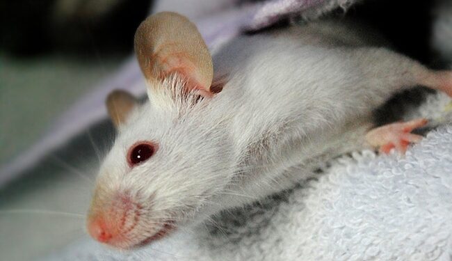 Comment rendre heureux une souris ?