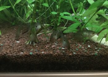 Comment rendre l'eau de l'aquarium cristalline ?