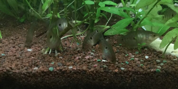 Comment rendre l'eau de l'aquarium cristalline ?