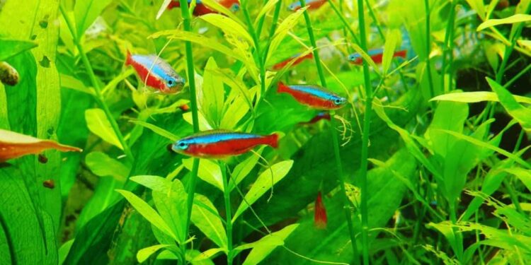 Comment rendre l'eau plus douce ?