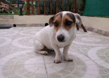 Comment rendre propre un chiot de 2 mois ?