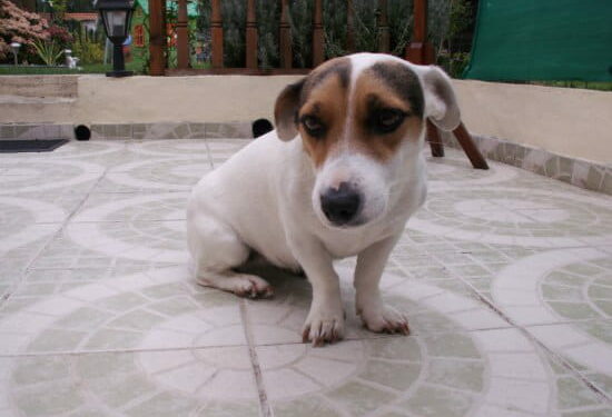 Comment rendre propre un chiot de 2 mois ?