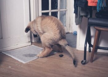 Comment rendre propre un chiot de 4 mois ?