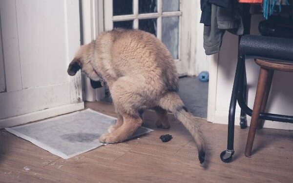 Comment rendre propre un chiot de 4 mois ?