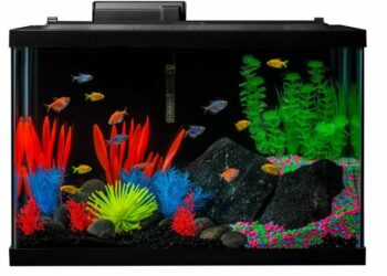 Comment rendre un axolotl heureux ?