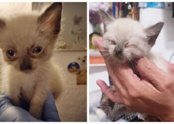 Comment rendre un chaton câlin ?