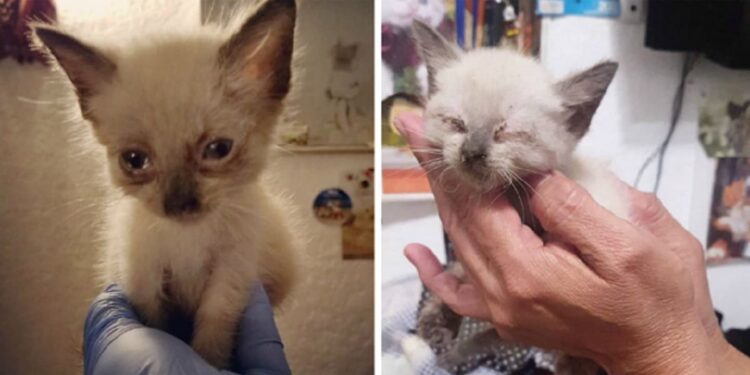 Comment rendre un chaton câlin ?