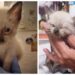 Comment rendre un chaton câlin ?