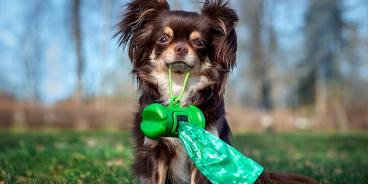 Comment rendre un chien de 4 ans propre ?