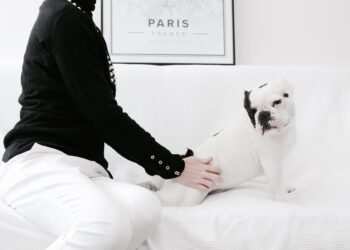 Comment rendre un chien moins réactif ?