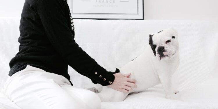 Comment rendre un chien moins réactif ?