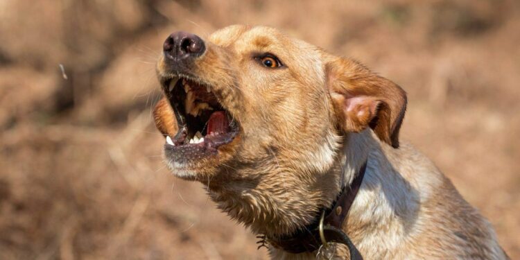 Comment rendre un chien sociable avec les autres chiens ?