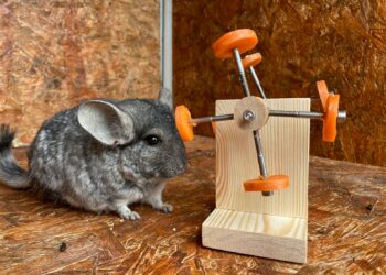 Comment rendre un chinchilla propre ?