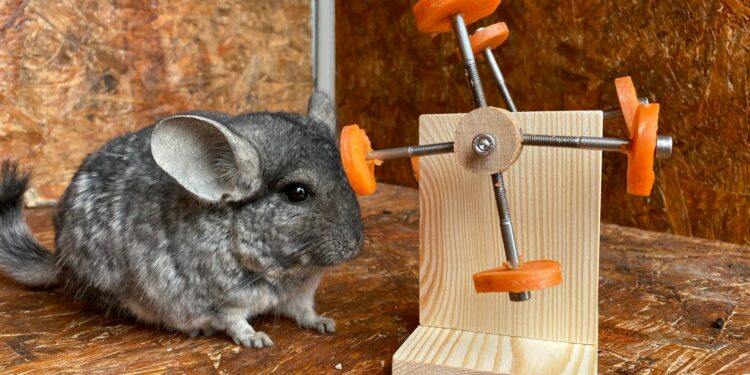 Comment rendre un chinchilla propre ?