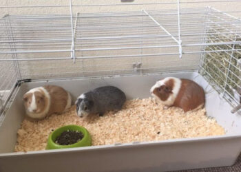 Comment rendre un cochon dinde propre ?