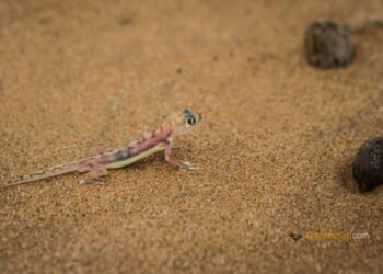 Comment rendre un gecko heureux ?