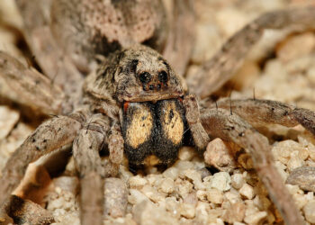 Comment rendre un gecko heureux ?