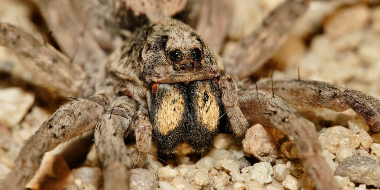 Comment rendre un gecko heureux ?