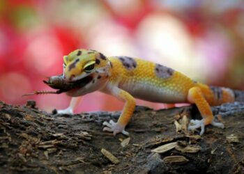 Comment rendre un gecko heureux ?