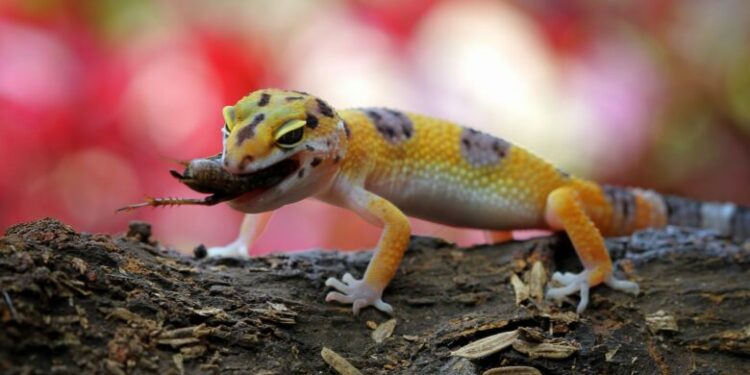 Comment rendre un gecko heureux ?