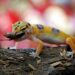 Comment rendre un gecko heureux ?