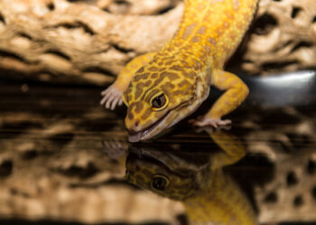 Comment rendre un gecko heureux ?