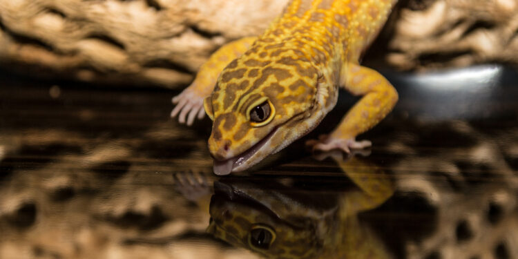 Comment rendre un gecko heureux ?