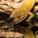 Comment rendre un gecko heureux ?