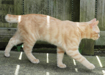 Comment réparer la queue d'un chat ?