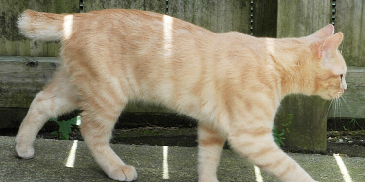 Comment réparer la queue d'un chat ?