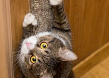 Comment réparer un mur griffe par un chat ?