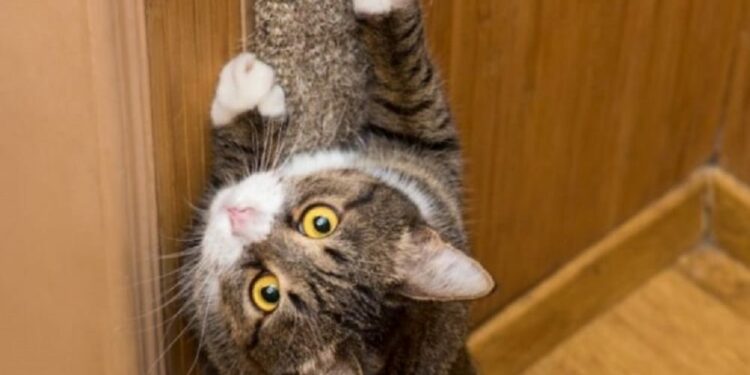 Comment réparer un mur griffe par un chat ?