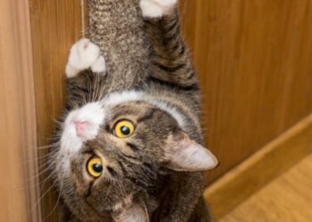 Comment réparer un mur griffe par un chat ?