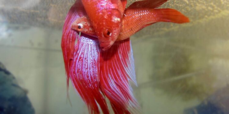 Comment ressusciter un poisson ?