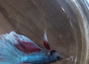 Comment ressusciter un poisson ?