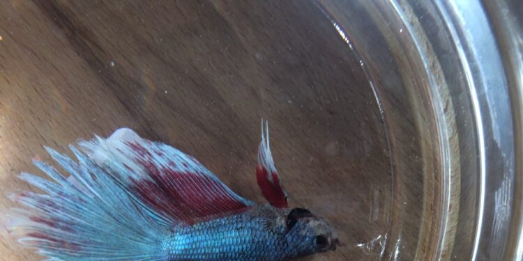 Comment ressusciter un poisson ?