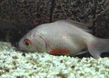 Comment ressusciter un poisson ?