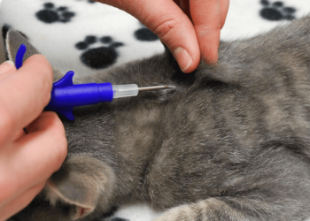 Comment retrouver un animal puce ?