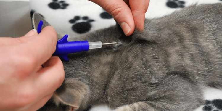 Comment retrouver un animal puce ?