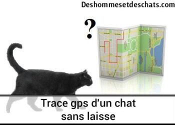 Comment retrouver un chat perdu avec une puce ?