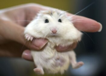 Comment s'accouple un hamster ?