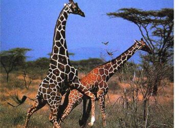 Comment s'accouplent l'homme ?