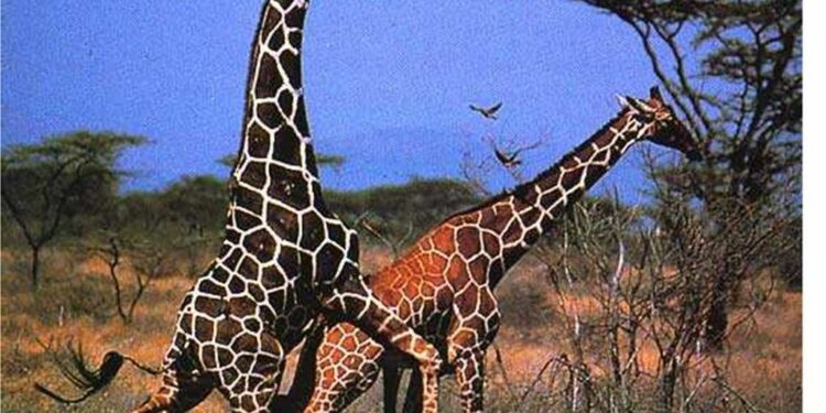 Comment s'accouplent l'homme ?