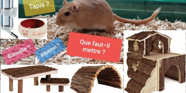 Comment s'amuser avec sa gerbille ?