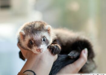 Comment s'amuser avec son furet ?